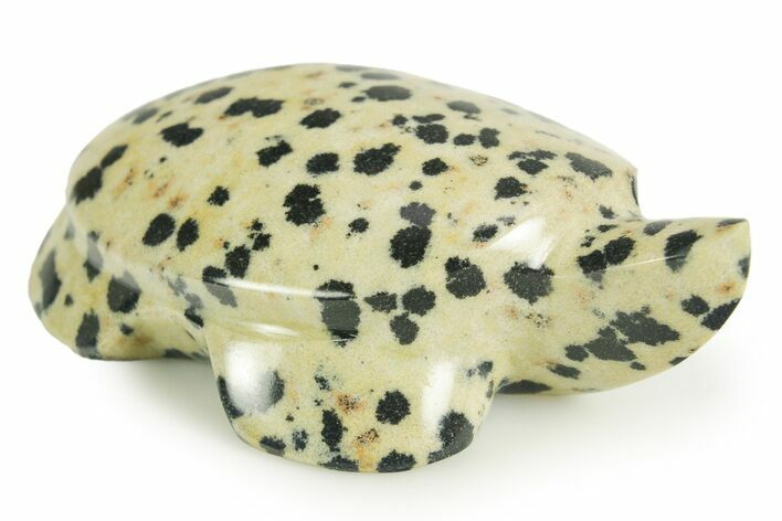 Carved Dalmatian Stone Turtle - Mexico #366181